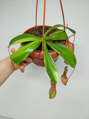 Nepenthes Alata Variegata