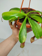 Nepenthes Alata Variegata