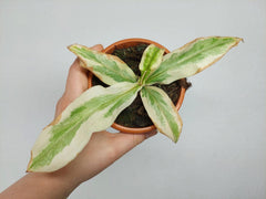 Nepenthes Viking x Ampullaria Variegata