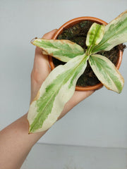 Nepenthes Viking x Ampullaria Variegata