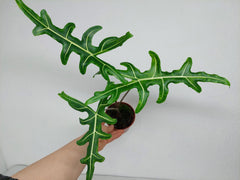 Alocasia Portei Green on Green Variegata