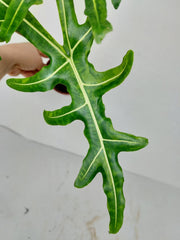 Alocasia Portei Green on Green Variegata