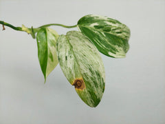 Scindapsus Blue Albo Salaka Variegata