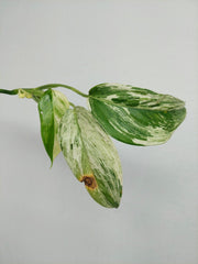 Scindapsus Blue Albo Salaka Variegata