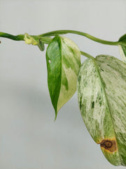 Scindapsus Blue Albo Salaka Variegata