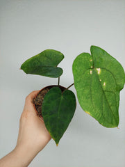 Anthurium Papillilaminum x Dressleri