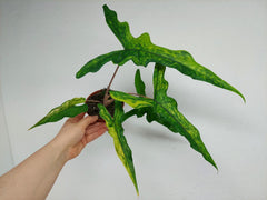 Alocasia Sabrina Aurea Variegata
