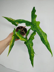 Alocasia Sabrina Aurea Variegata