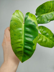 Philodendron Burle Marx Verde