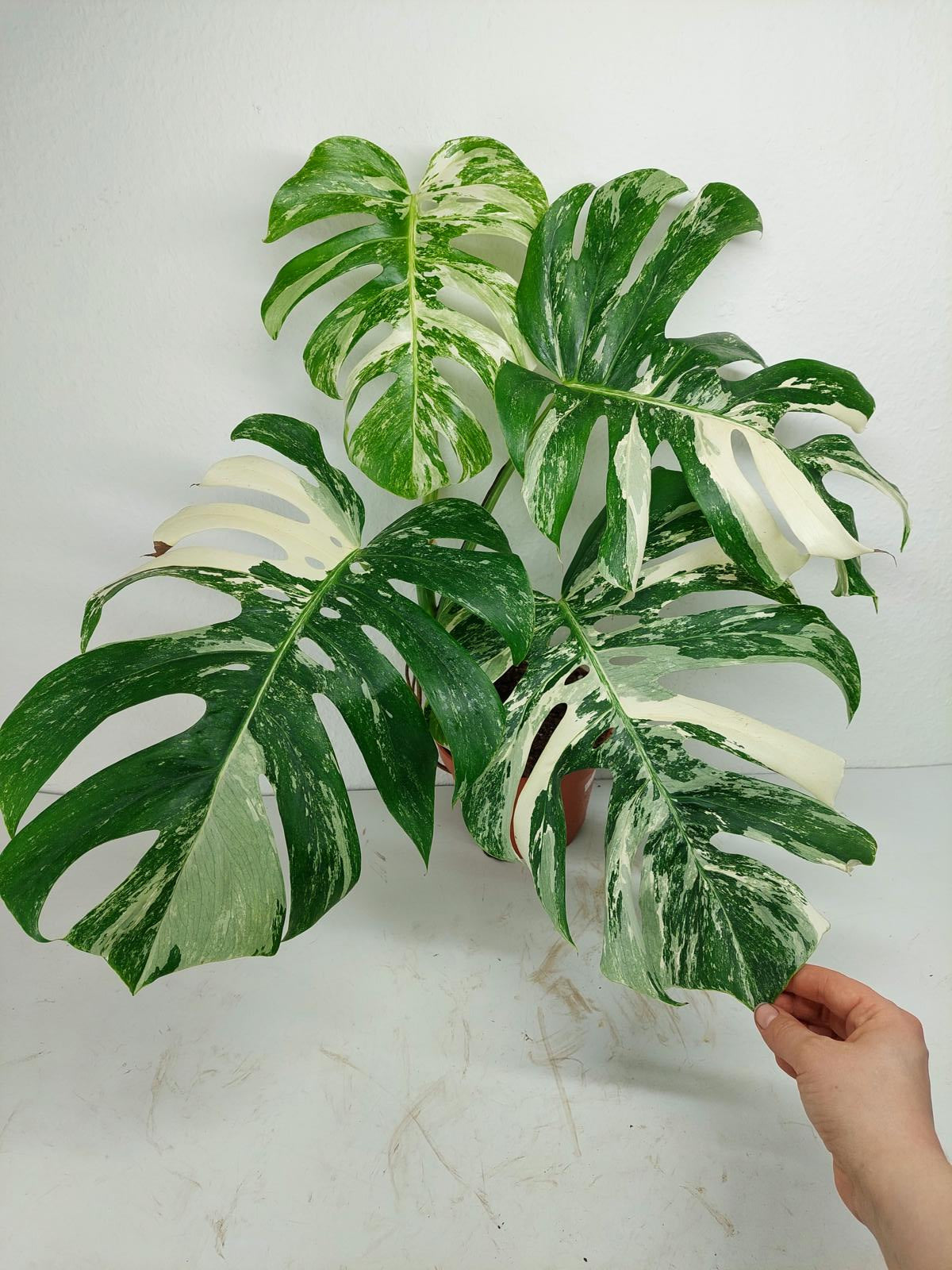 Monstera Variegata (zum aussuchen)
