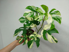 Monstera Minima / Raphidophora Tetrasperma Variegata