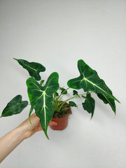 Alocasia Frydek Tattoo