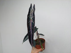 Alocasia Longiloba Purple