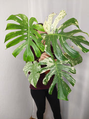 Monstera Mint Adult