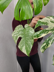 Monstera Mint Adult