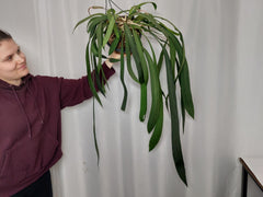 Anthurium Vittarifolium Groß