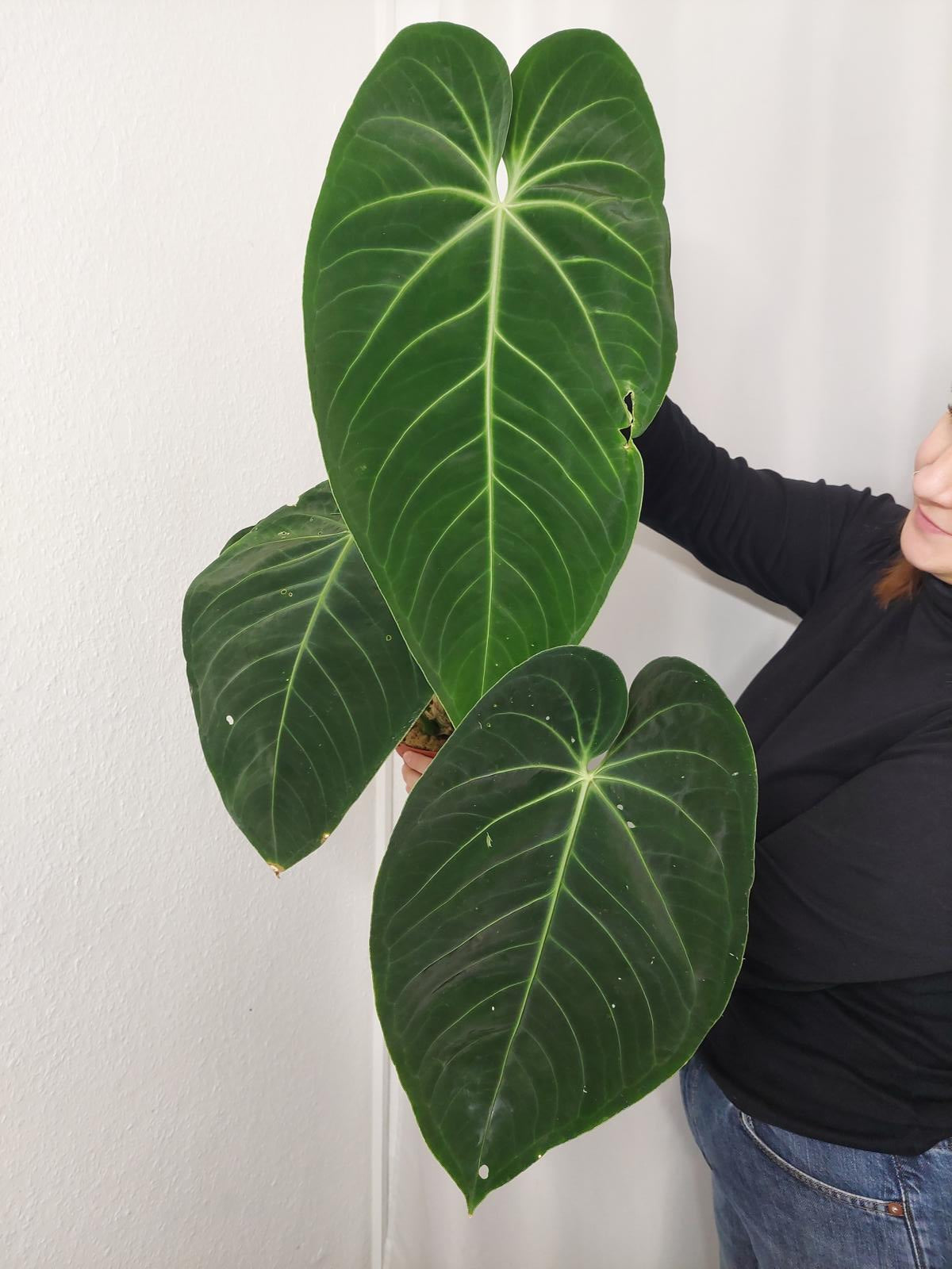 Anthurium Warocqueanum x Waterburyanum