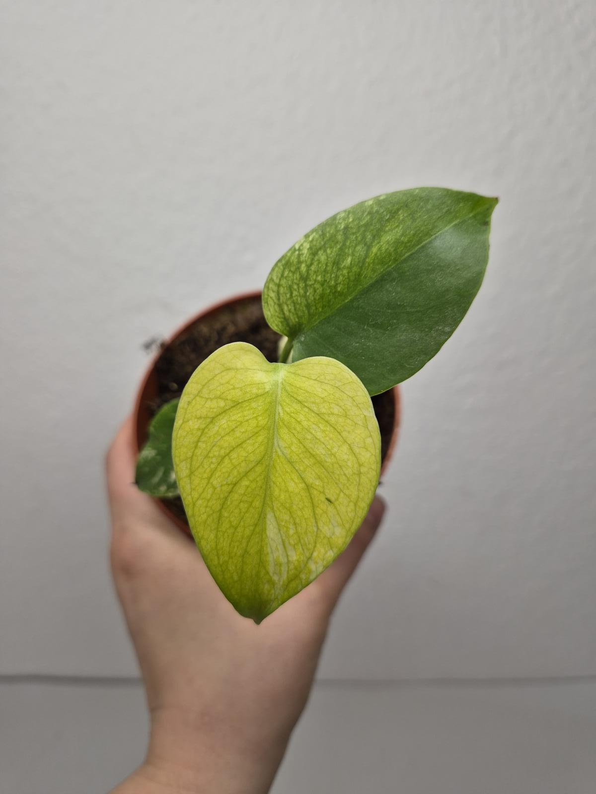 Monstera Jungle Mint