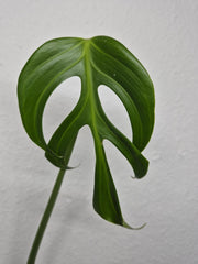 Monstera Burle Marx Flame Steckling Adult