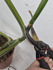 Monstera Burle Marx Flame Steckling Adult