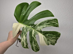Monstera Variegata Steckling (zum aussuchen)
