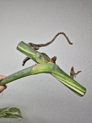 Monstera Variegata Steckling (zum aussuchen)