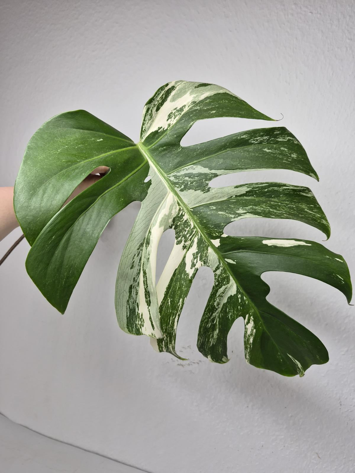Monstera Variegata Steckling (zum aussuchen)