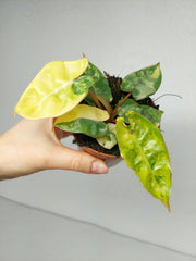 Philodendron Billietiae Variegata