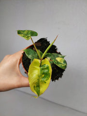 Philodendron Billietiae Variegata