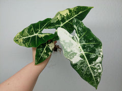 Alocasia Frydek Variegata (zum aussuchen)