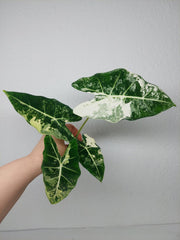 Alocasia Frydek Variegata (zum aussuchen)