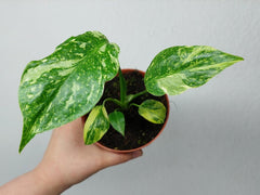 Monstera Electrolight / Electrolyte