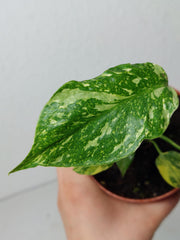 Monstera Electrolight / Electrolyte