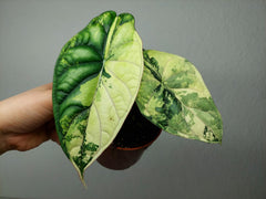 Alocasia Dragon Scale Variegata