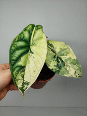 Alocasia Dragon Scale Variegata