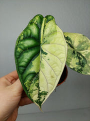 Alocasia Dragon Scale Variegata