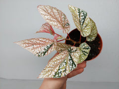 Begonia Snowcap Variegata