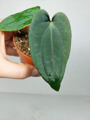 Anthurium Dark Phoenix x Dressleri