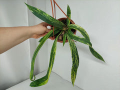 Anthurium Vittarifolium Variegata groß