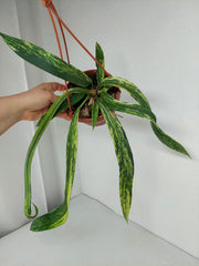 Anthurium Vittarifolium Variegata groß