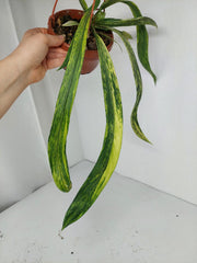 Anthurium Vittarifolium Variegata groß