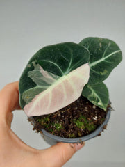 Alocasia Black Velvet Pink