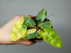 Philodendron Bilietiae Variegata (zum aussuchen)