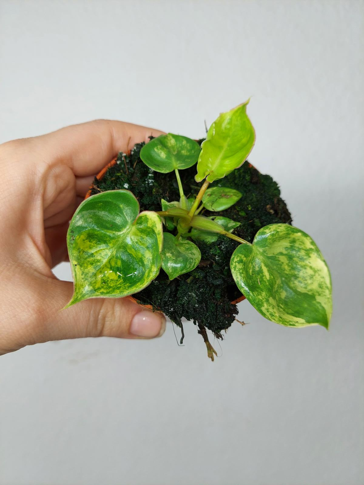 Philodendron Bilietiae Variegata (zum aussuchen)