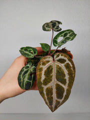 Anthurium Red Crystallinum Variegata