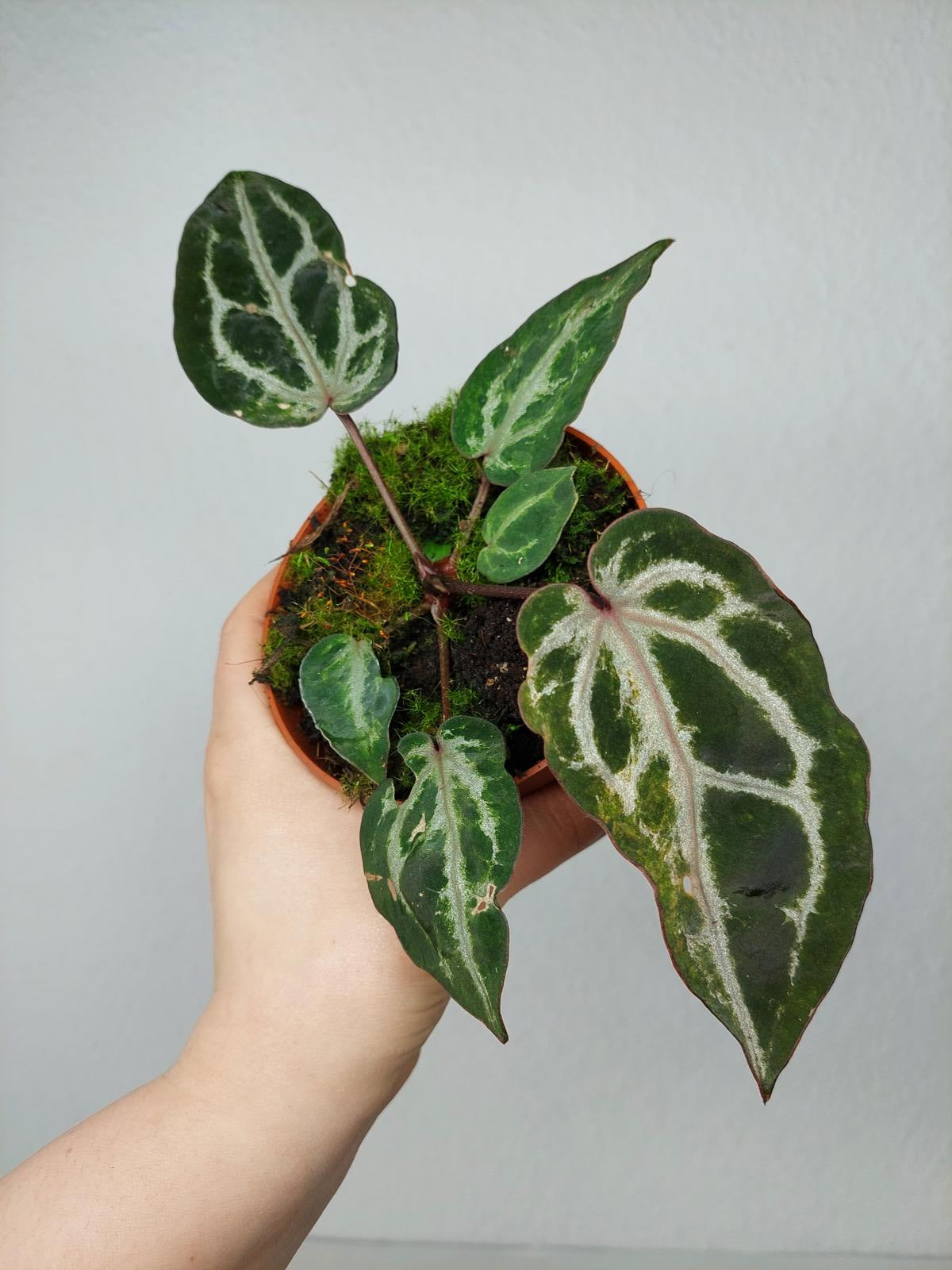 Anthurium Red Crystallinum Variegata