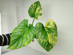 Philodendron Mamei Variegata