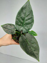 Alocasia Antoro Velvet
