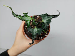 Alocasia Loco