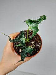 Alocasia Loco